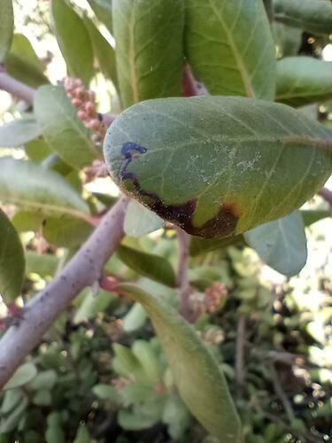 iNaturalist observation photo of Winged and Once-winged Insects