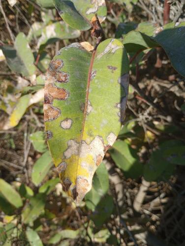iNaturalist observation photo of Winged and Once-winged Insects