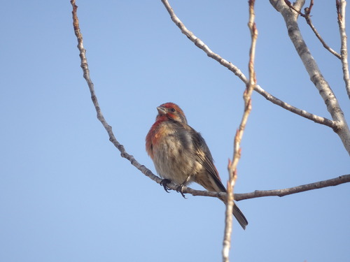 iNaturalist observation photo of House Finch