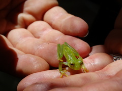 Centrolenidae