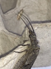 Chauliodes