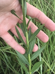 Oenothera glaucifolia