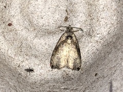 Olethreutes exoletum