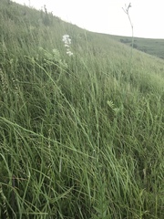 Oenothera glaucifolia