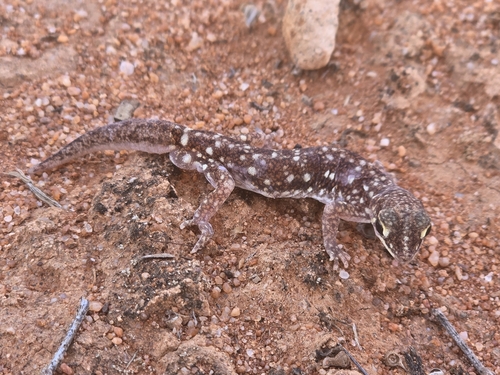 Border Beaked Gecko, Rhynchoedura angusta