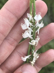 Oenothera glaucifolia