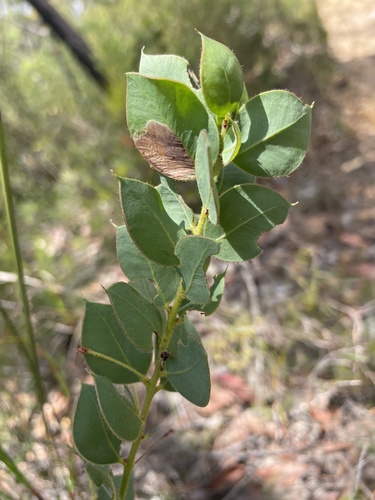 Acacia undulifolia observed 2024-11-20