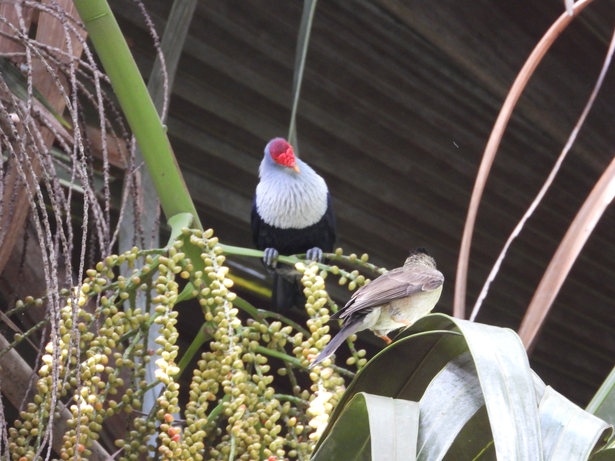 Seychelles Blue Pigeon (Alectroenas pulcherrimus), photo 6