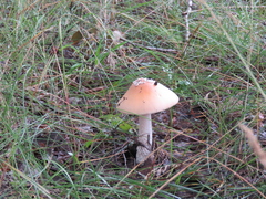 Amanita flavescens