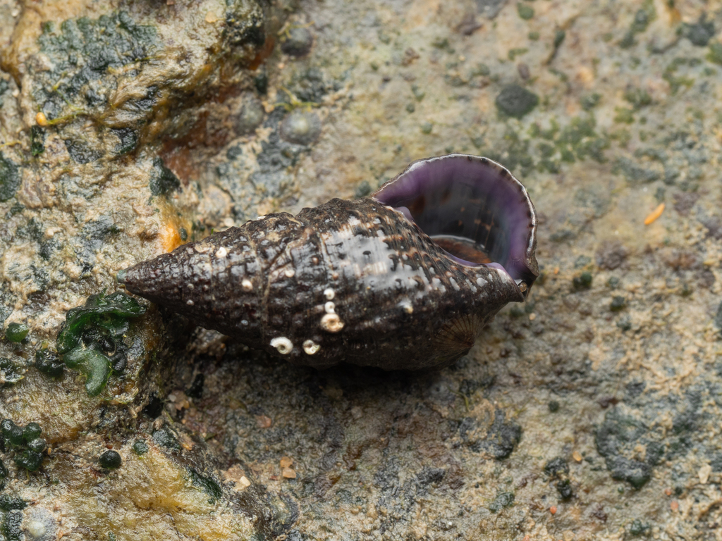 Clypeomorus purpurastoma