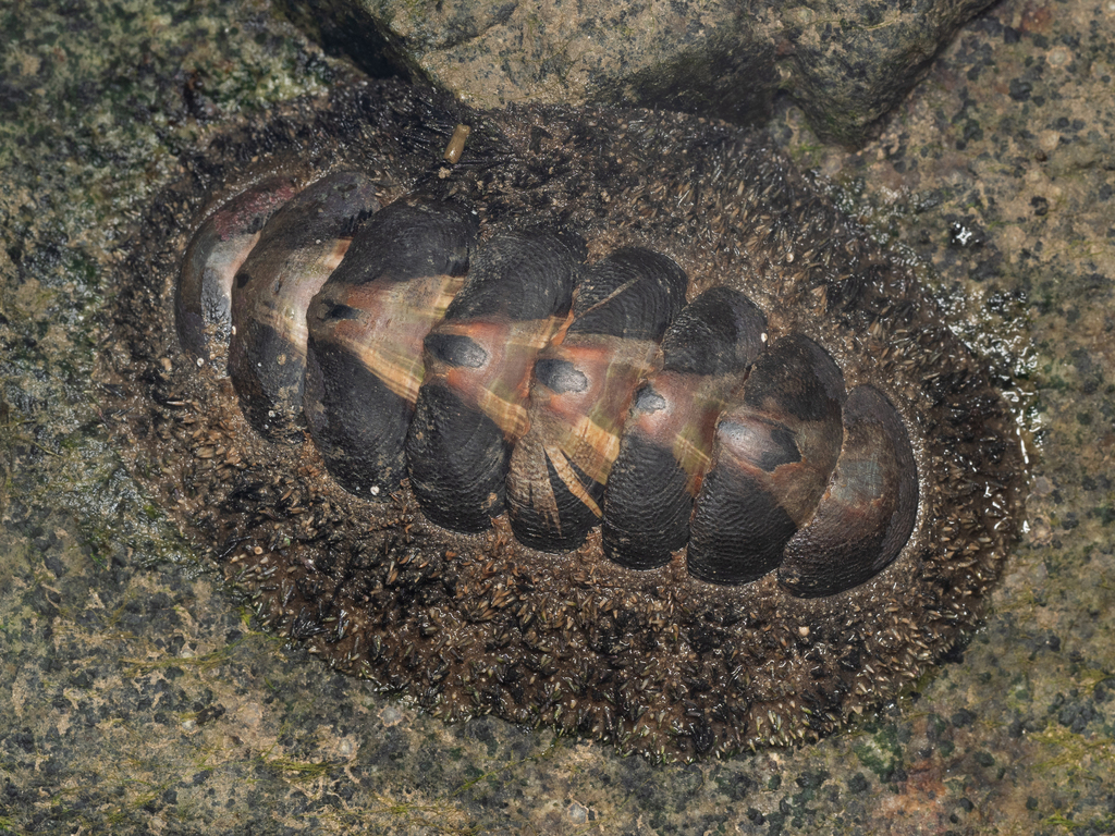 Jewelled Chiton