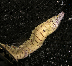 Berndt's Moray photo 5