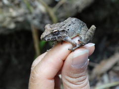 Craugastor fitzingeri