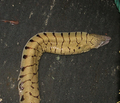 Berndt's Moray photo 4