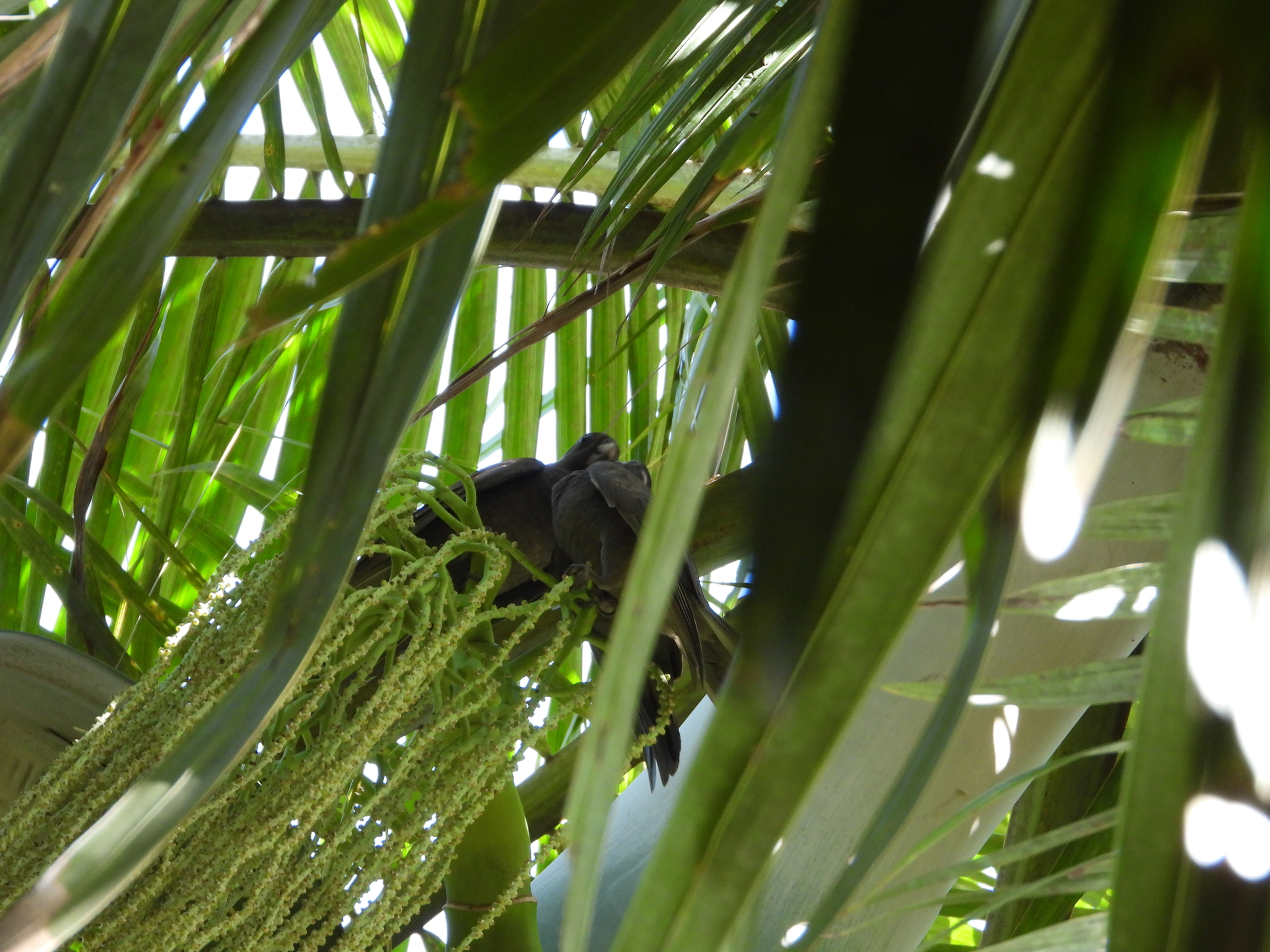 Seychelles Parrot illustration