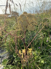 Angelica archangelica