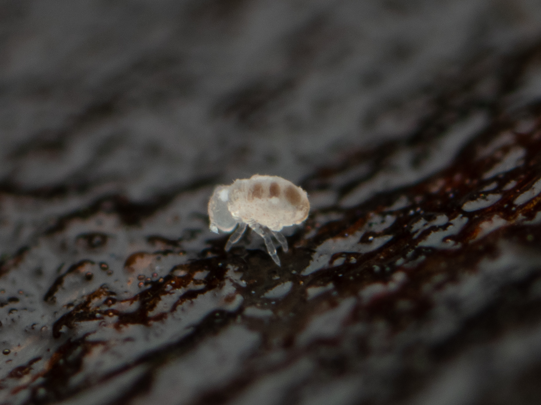 Megalothorax minimus V.Willem, 1900