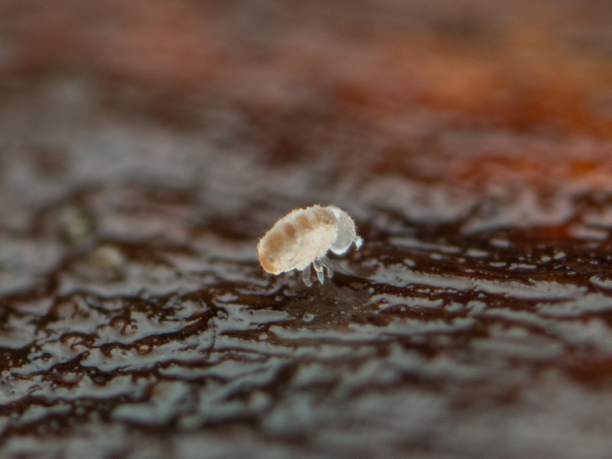 Megalothorax minimus V.Willem, 1900