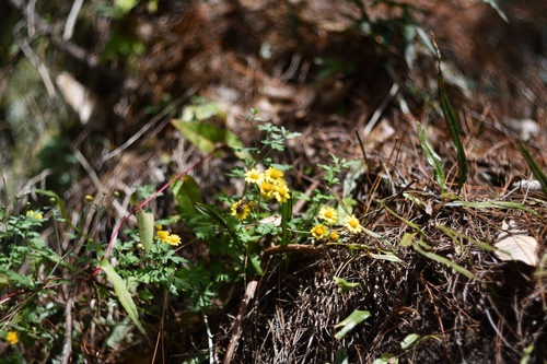 Chrysanthemum indicum iNat (2)