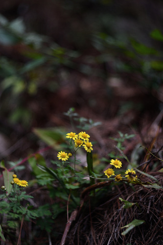 Chrysanthème d'Inde 3