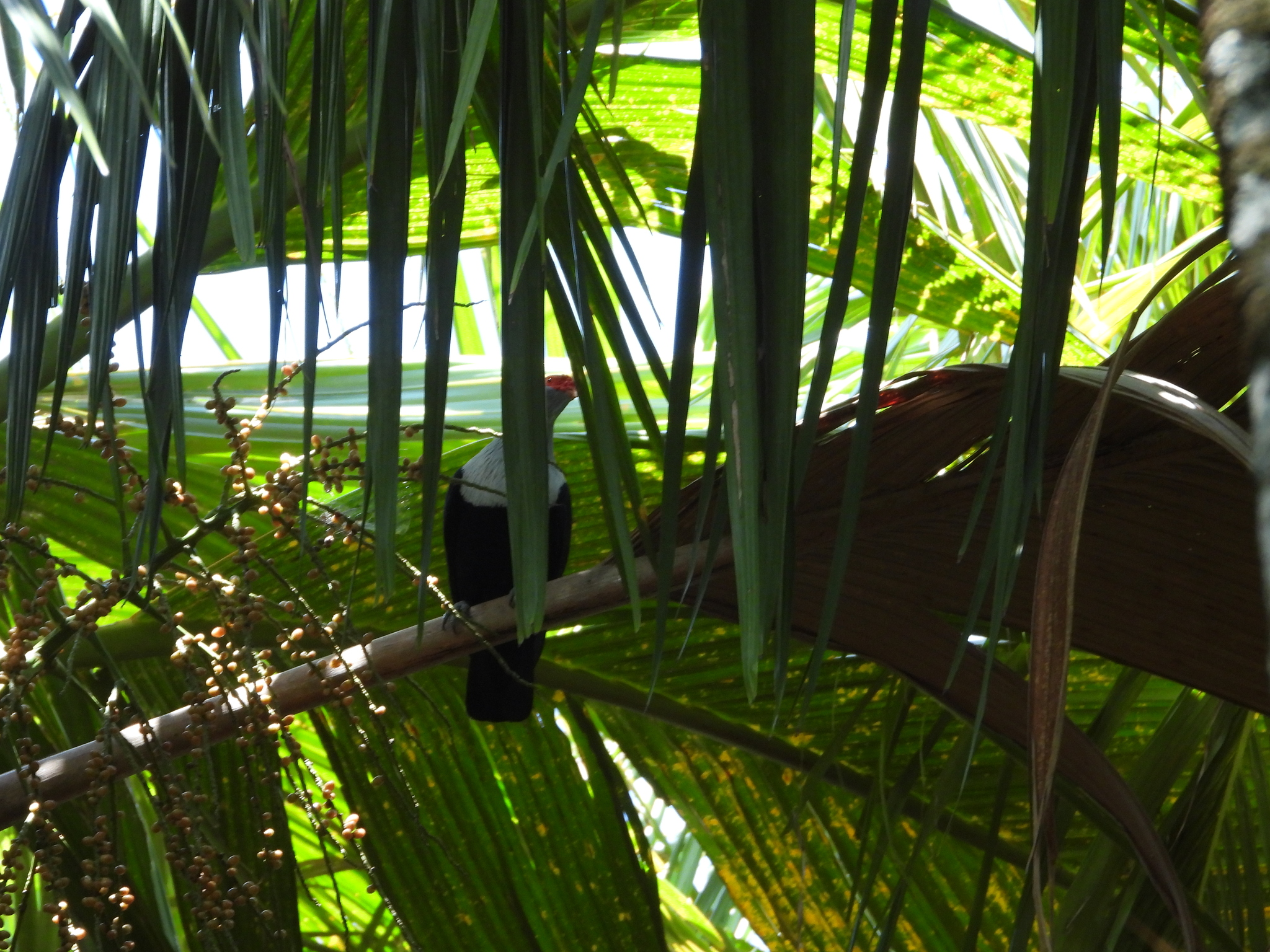 Seychelles Blue Pigeon (Alectroenas pulcherrimus), photo 10