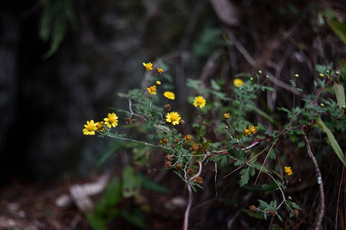 Chrysanthème d'Inde 4