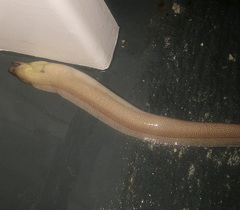 Nutting's Moray photo 4