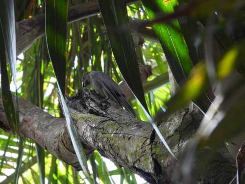Seychelles Black Parrot (Coracopsis barklyi), photo 3