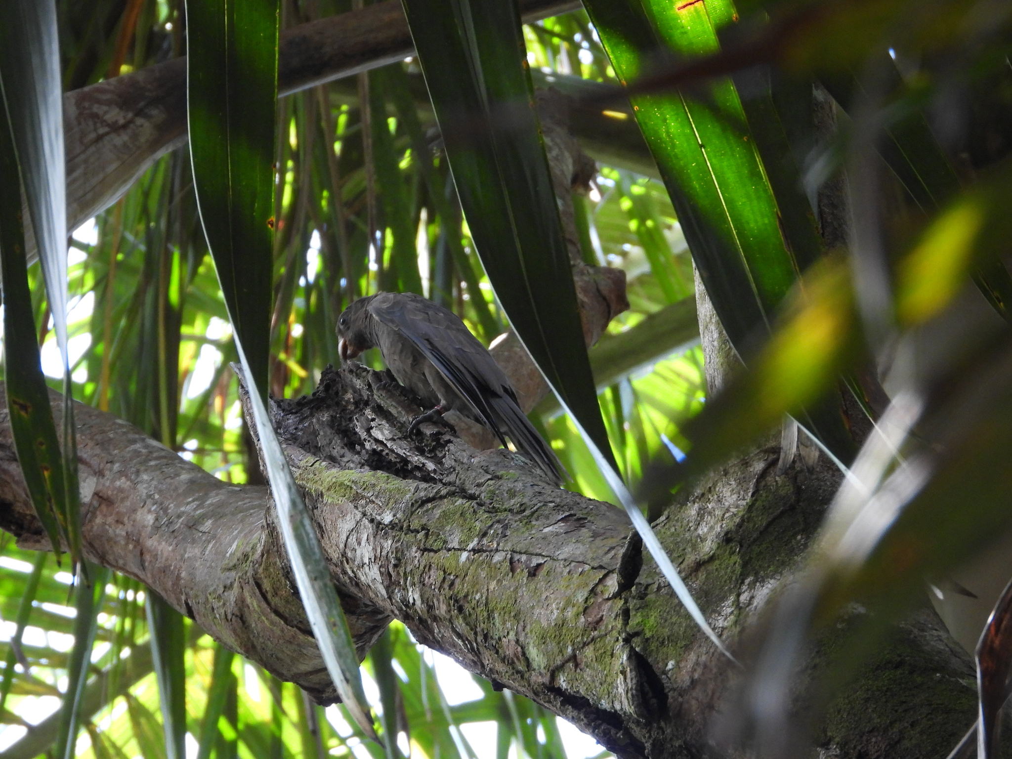 Seychelles Black Parrot (Coracopsis barklyi), photo 3