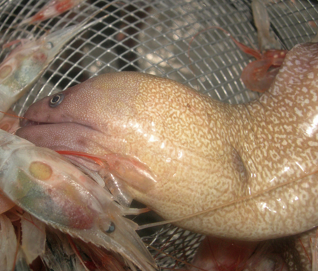 Nutting's moray (Gymnothorax nuttingi) — Muraenidae