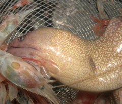 Nutting's Moray photo 1