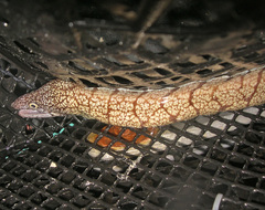 Berndt's Moray photo 3