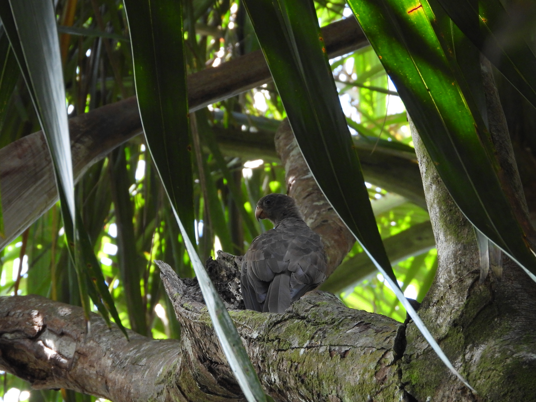 Seychelles Black Parrot (Coracopsis barklyi), photo 4