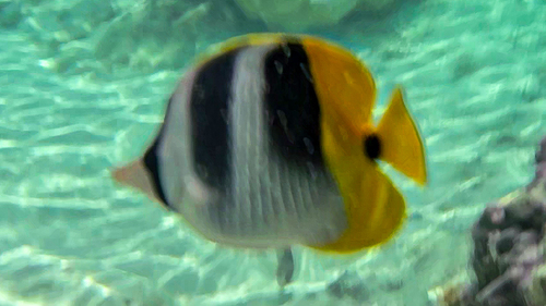 Pacific Double-Saddle Butterflyfish