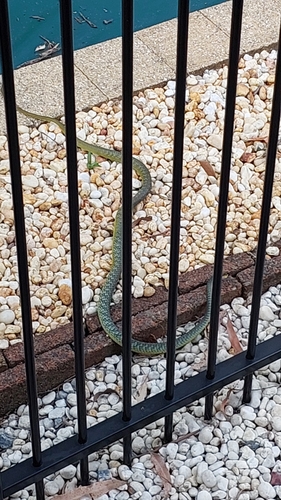 Common Tree Snake sighting