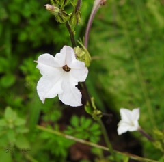 Nicotiana repanda