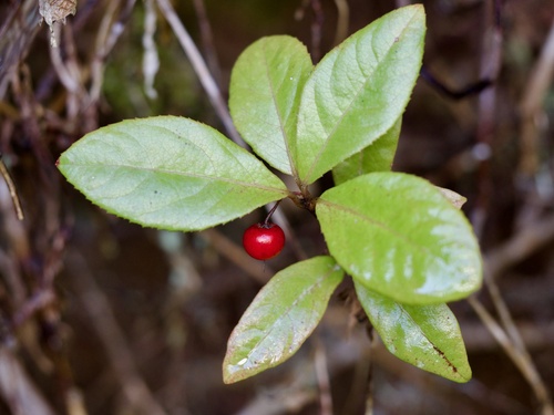 Image of Ardisia japonica by (c) りなべる, some rights reserved (CC BY)