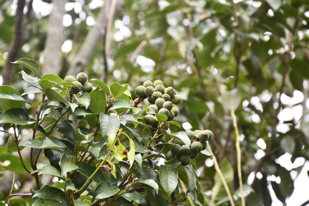 Lithocarpus taitoensis