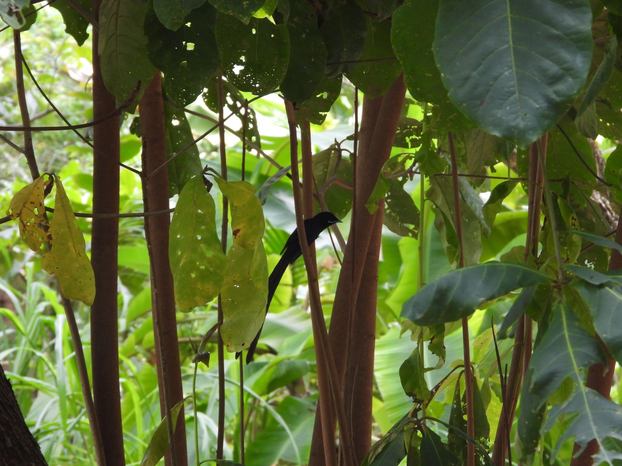 Seychelles Paradise Flycatcher (Terpsiphone corvina), photo 6