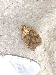 Agonopterix robiniella