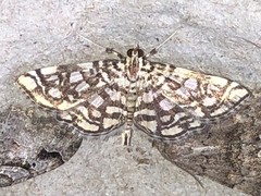 Lygropia rivulalis