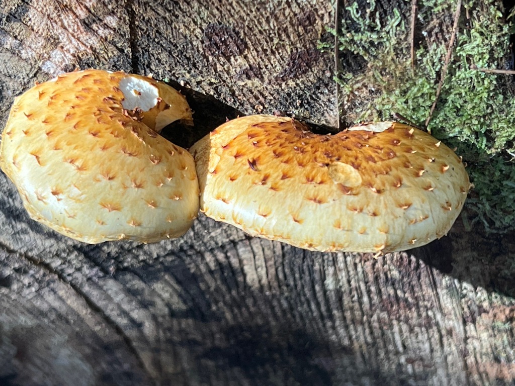 Golden Pholiota