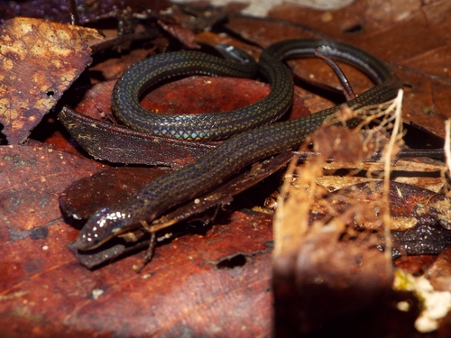 Photo of a Bornean Reed Snake (Calamaria borneensis)