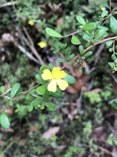 Image of Hibbertia aspera by (c) Sam Westbrook, some rights reserved (CC BY)