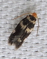Etainia sericopeza