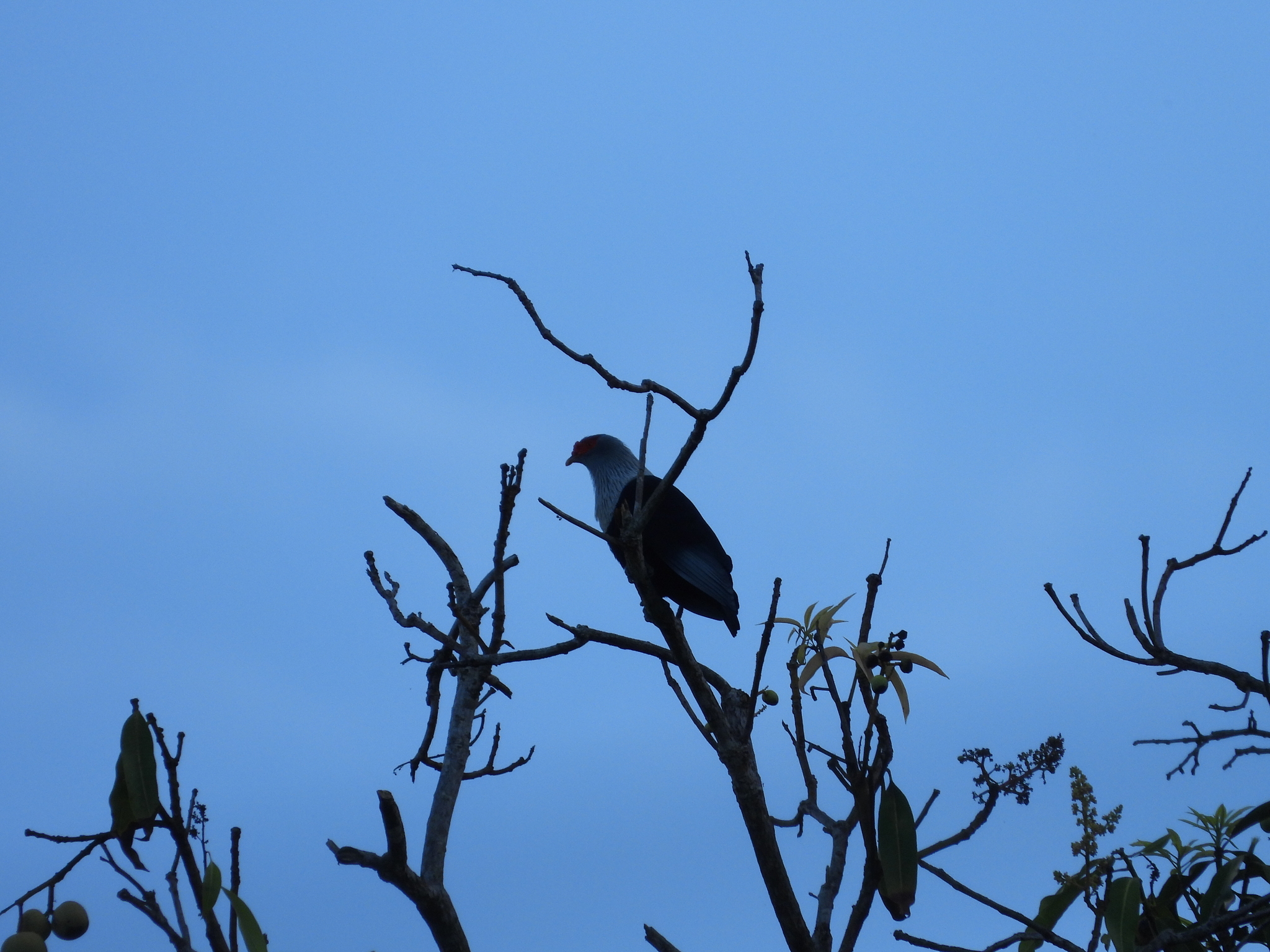 Seychelles Blue Pigeon (Alectroenas pulcherrimus), photo 4