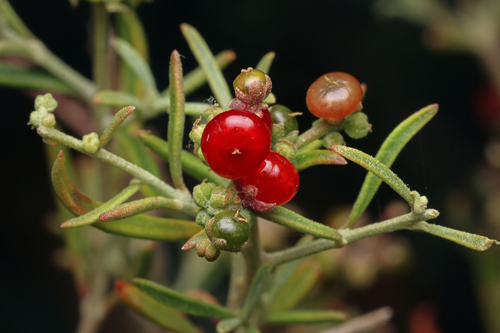 Mallee Saltbush (Rhagodia preissii)