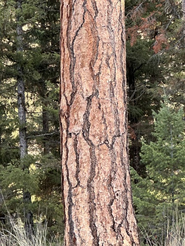 iNaturalist observation 2024-11-24