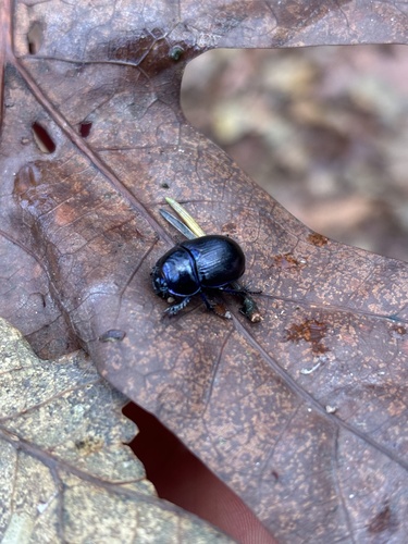 Woodland Dor Beetle, Bladel, Brabant, NL, photo 9 of 10