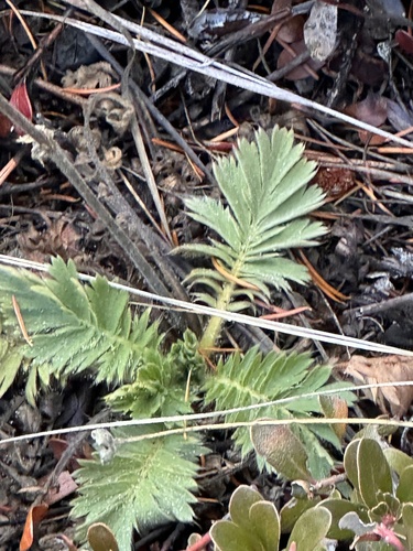 iNaturalist observation 2024-11-24